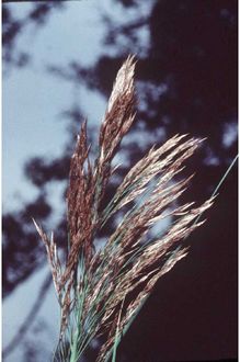 Phragmites / Common Reed head